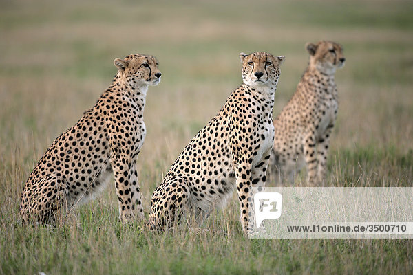 Drei Geparden  Acinonyx jubatus  Masai Mara National Reserve  Kenia  Ostafrika  Afrika
