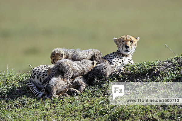 Gepard  Acinonyx jubatus  und Jungtier  Masai Mara National Reserve  Kenia  Ostafrika  Afrika