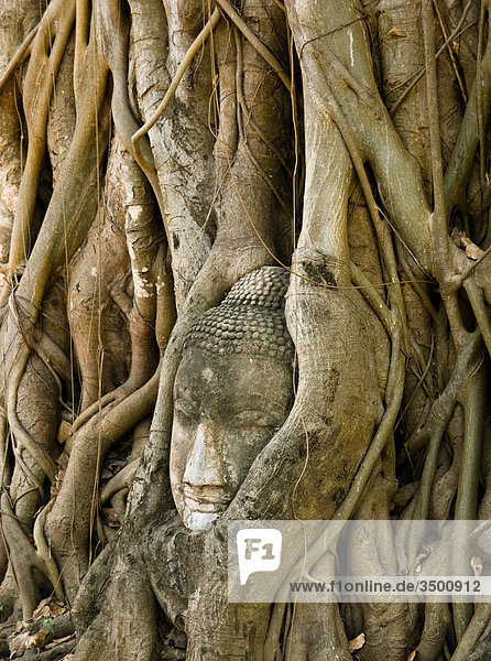 Buddhakopf in Baumwurzeln  Wat Mahathat  Ayuthaya  Thailand