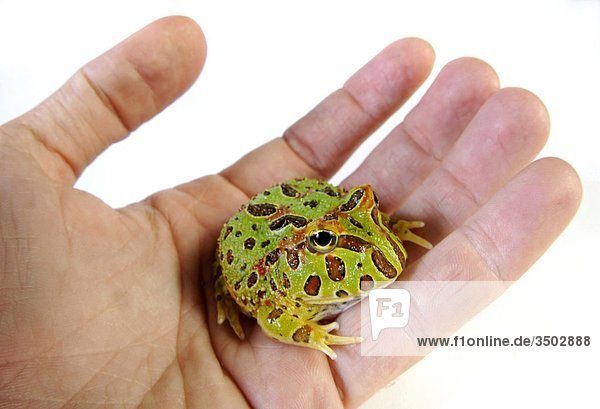 ein Chaco hält hände Pacman Frosch (Hornfrösche Cranwelli)
