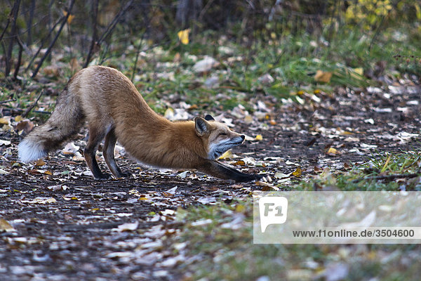 Red fox stretching on path in fall  Denver  Colorado