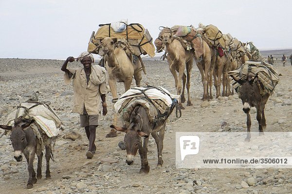 Africa  Ethiopia  Danakil  Afar Nomads caravan                                                                                                                                                      