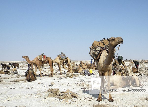 Afrika  Äthiopien  Danakil  Salz caravan