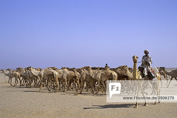 Afrika  Sudan  Nubien  Camel Herde