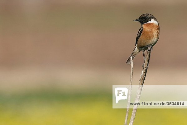 Male African Stonechat Saxicola torquata is a member of the Old World flycatcher family Muscicapidae Israel  Winter January 2007