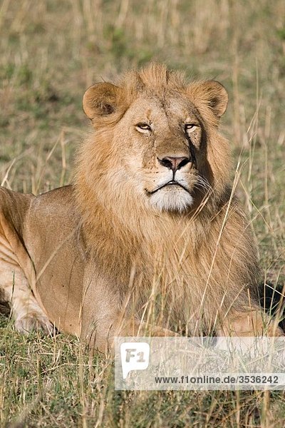A male lion sits on the plains of the Masai Mara in Kenya