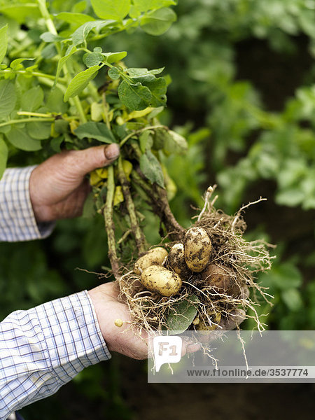 Person der frisch geerntet Kartoffeln