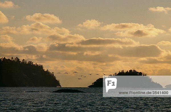 Herde von Whopper Swan über Meer in der Abenddämmerung fliegen