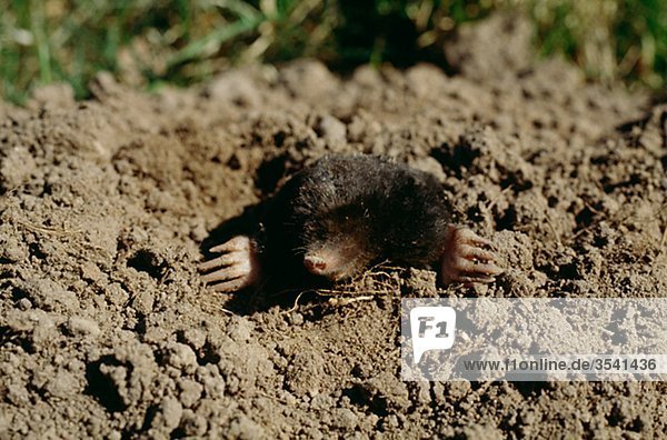 Eine Mole gucken von ein Loch im Boden