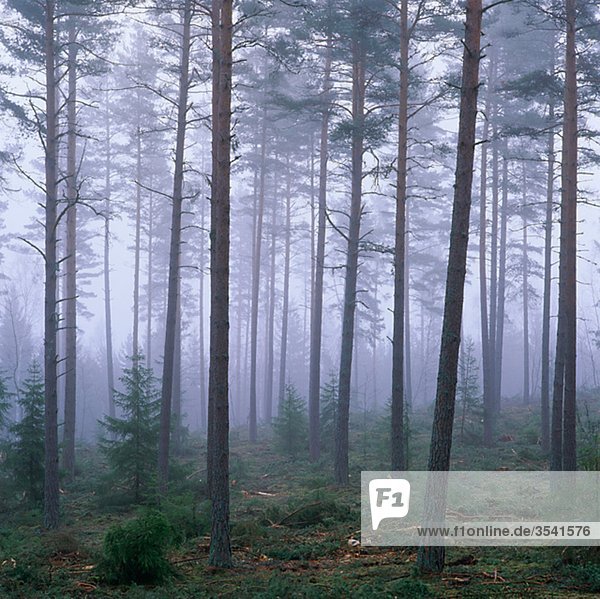 Ansicht der Nadelwald bedeckt mit Nebel