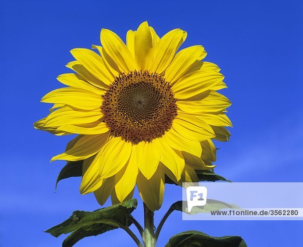 Skandinavien  Schweden  Vastergotland  Sonnenblume gegen Himmel  Nahaufnahme
