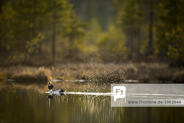 Goldeneye in einem Wasserlauf  Schweden