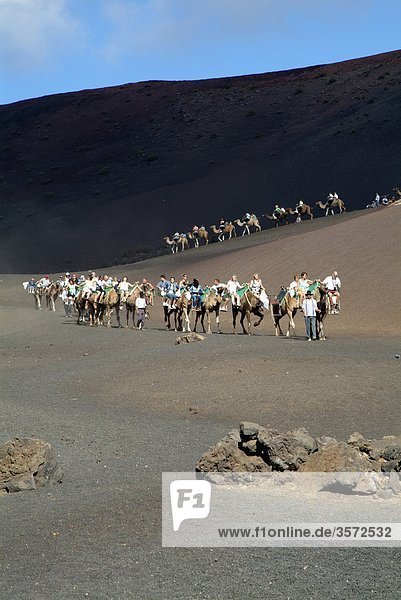 Camel riders  Timanfaya National Park  Lanzarote  Spain  Europe