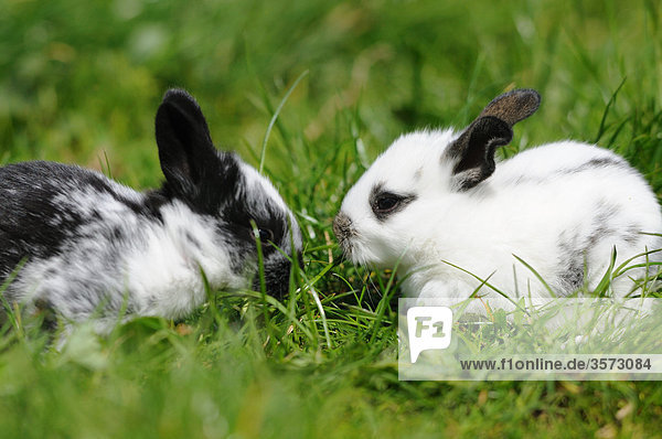 Zwei junge Kaninchen auf einer Wiese