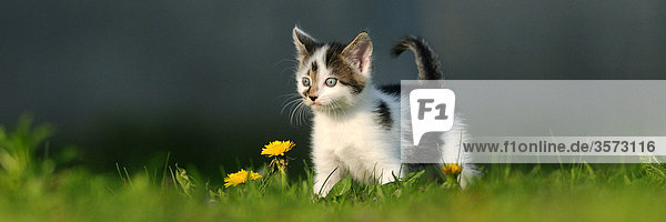 Kitten in meadow