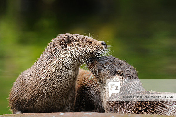 Two European Otters (Lutra lutra)