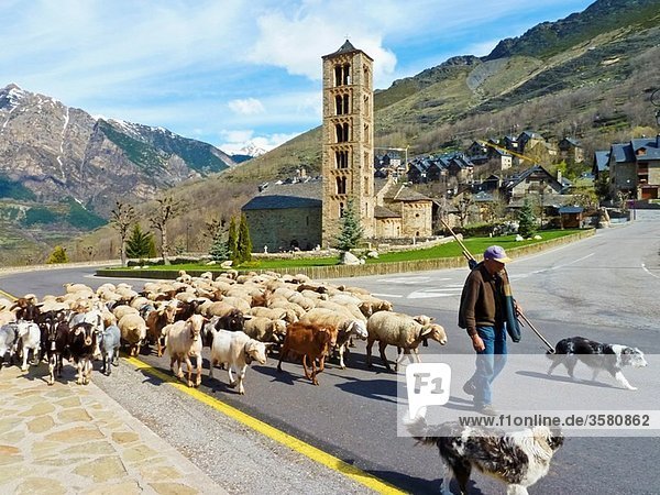 Shepherd through Taüll  Vall de Boi  Pyrenees Mountains  Lleida province  Catalonia  Spain