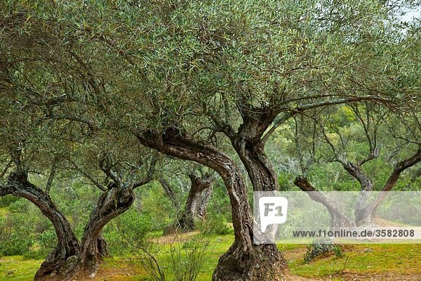 Olive grove  Andujar Natural Park  Jaen  Andalusia  Spain