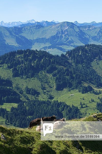 Hochgrat bei Oberstaufen  Allgäuer Alpen  Bayern  Deutschland  Europa