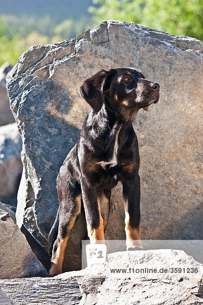Puppy  portrait