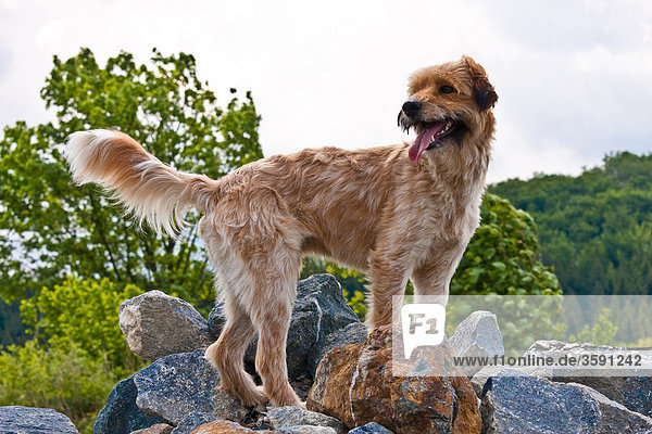 Dog standing on stones