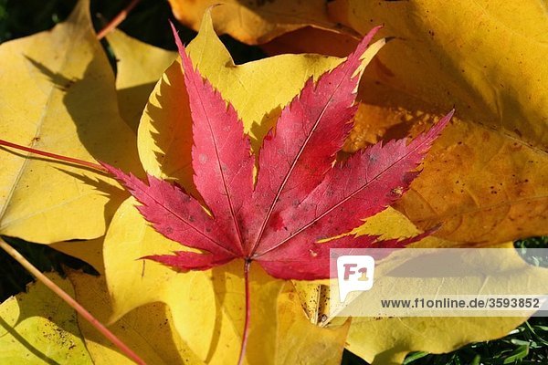 A red Maple or Acer leaf on a background of yellow Maple leaves