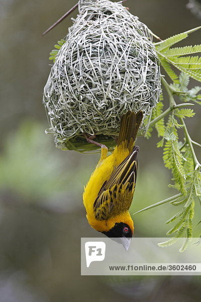 Maskenweber (Ploceus velatus) beim Nestbau  Pilanesberg-Nationalpark  Südafrika