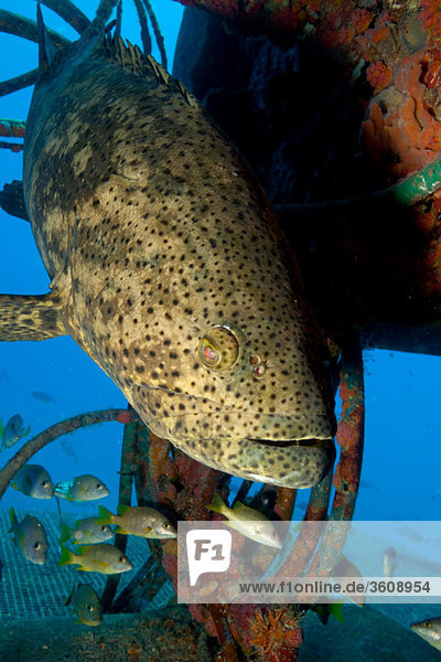 Goliath grouper and structure.