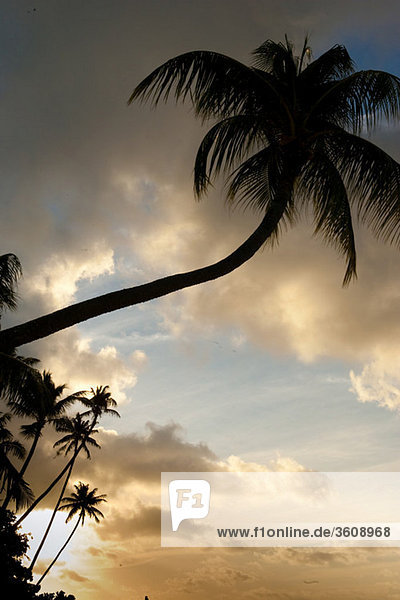Tropische Szene mit Palmen.