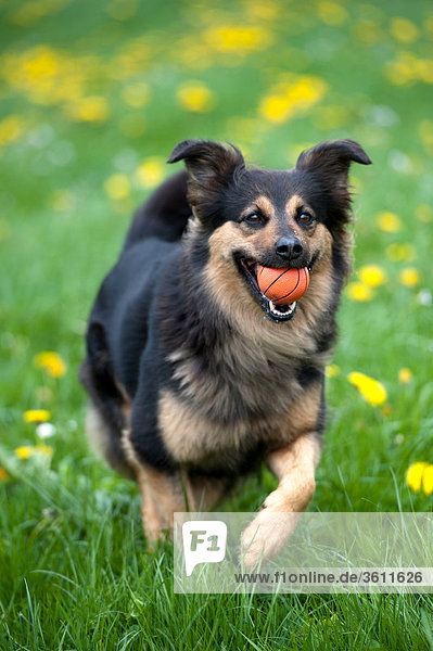 Hund mit einem Ball in der Schnauze läuft über eine Wiese