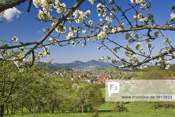 Loffenau  Baden-Württemberg  Deutschland  Frühling Landschaft  blüht  blüht  Apple Blossom  Murgtal  Gernsbach