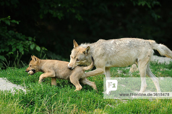 Junger und ausgewachsener Wolf (Canis lupus) gehen auf einer Wiese