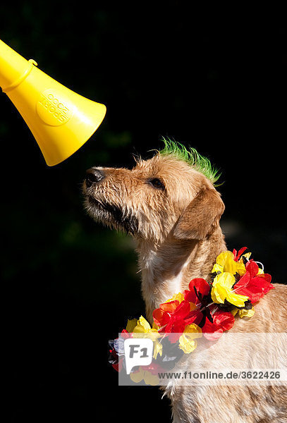 Hund mit Lei und Irokesenschnitt schaut auf Vuvuzela