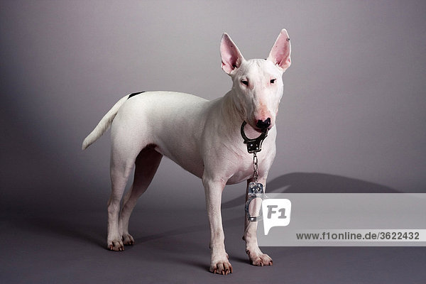 Bull terrier with handcuffs in his muzzle