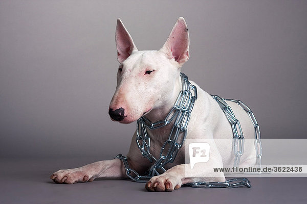 Bull terrier in chains