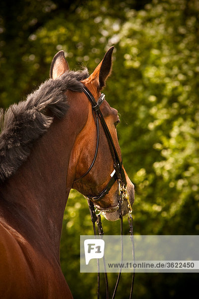 Head of a Horse  backview