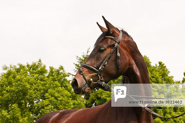 Brown horse turning round
