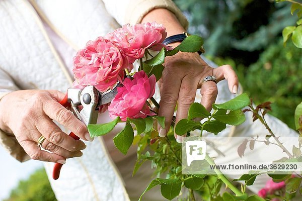 Frau beschneidet Rosen im Garten  close-up