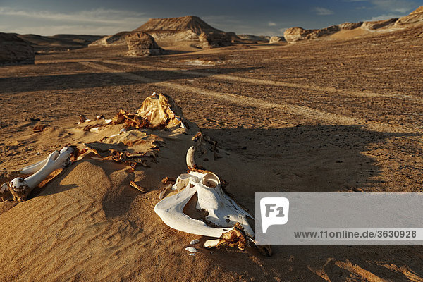 Tierknochen in der Wüste nahe der Oase Bahariyya  Libysche Wüste  Ägypten