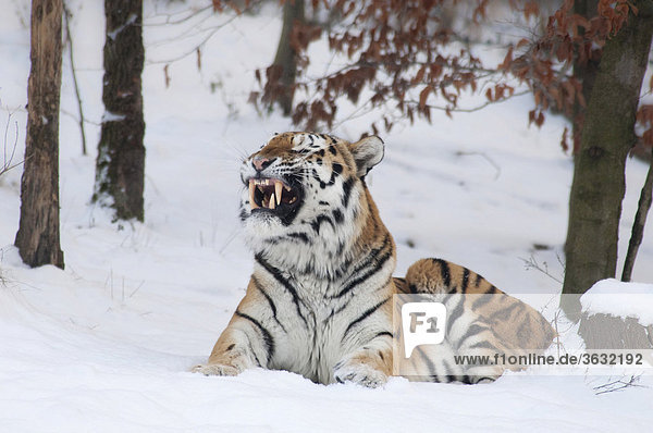 Sibirischer Tiger oder Amurtiger (Panthera tigris altaica)  Winter  Gehege