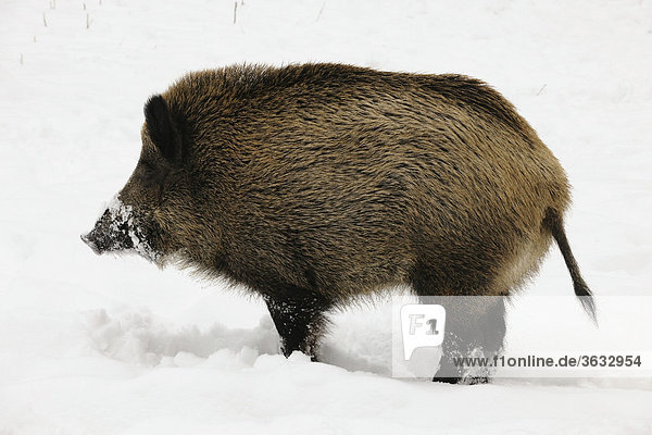 Wild boar (Sus scrofa)  tusker in a snowy winter