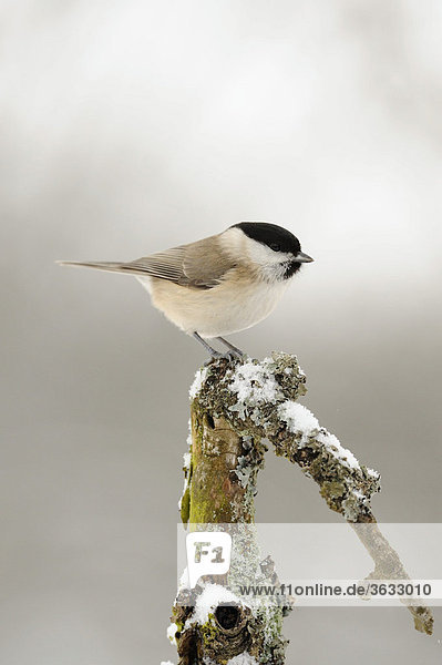 Marsh Tit (Parus palustris)