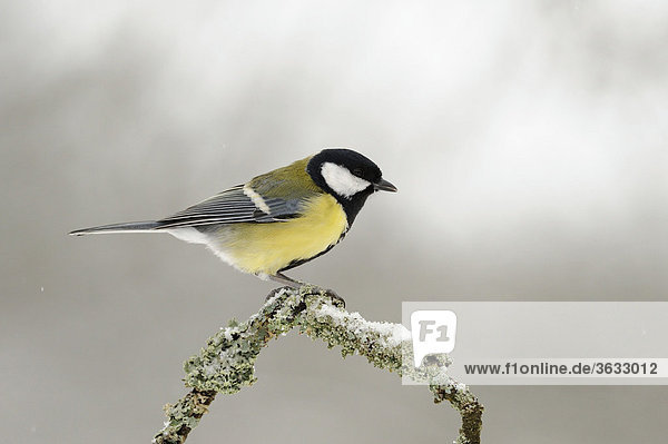 Great Tit (Parus major)