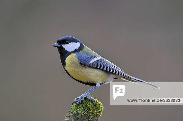 Great Tit (Parus major)