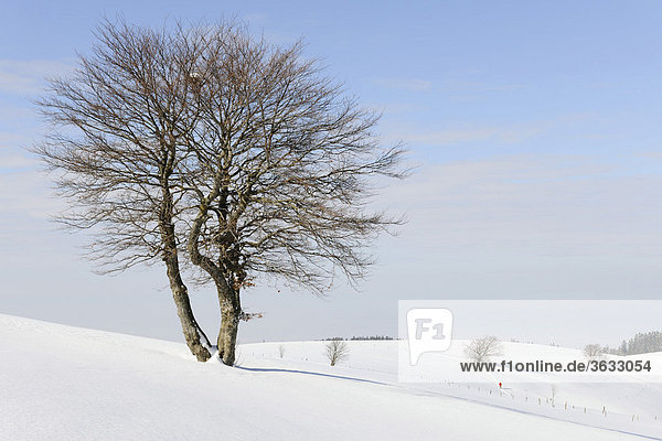 Beech (Fagus sylvatica)  Schauinsland hill in the Black Forest  Breisgau-Hochschwarzwald  Baden-Wuerttemberg  Germany  Europe