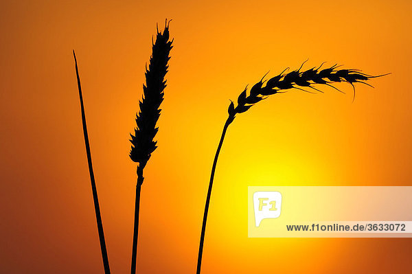 Ears of wheat in front of the sun