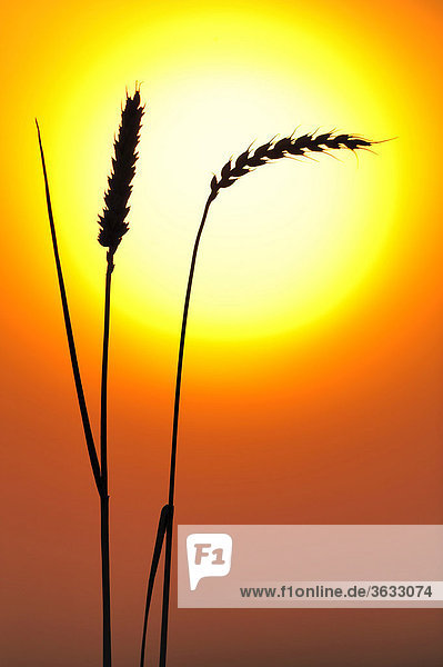 Ears of wheat in front of the sun