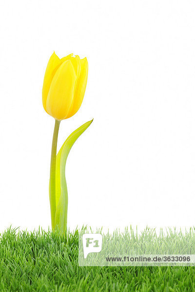 Yellow tulip (Tulipa) with artificial turf