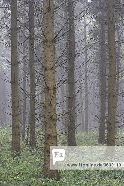 Fichtenwald (Picea abies)