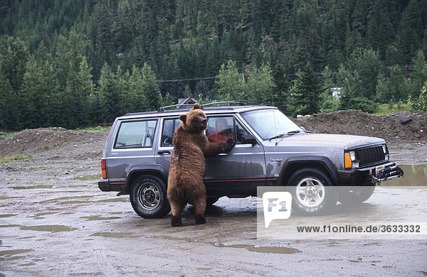 Grizzlybär (Ursus arctos horribilis) attackiert PKW  Alaska  USA